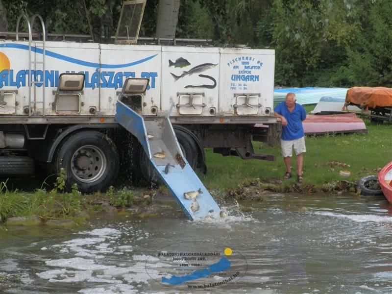 Haltelepítési beszámoló